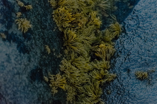 Portrait by Hayli Jo