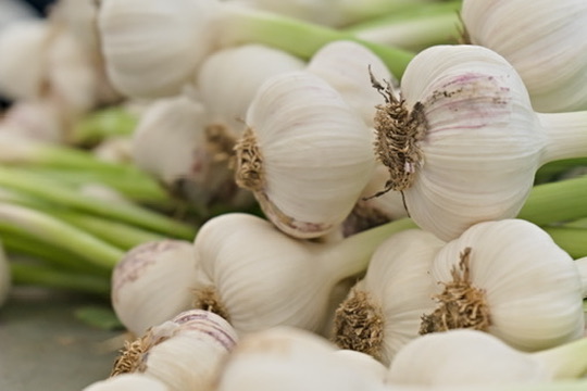 Portrait by Hayli Jo